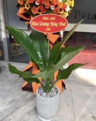 Đại phú-bán-cây thô