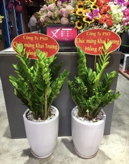Kim phát tài-bán-cây thô