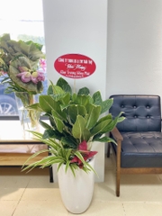 Bạch mã hoàng tử-bán-cây thô