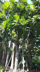 Cây sa kê