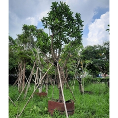Cây sứ hồng
