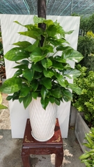 Trầu bà cột-bán-cây thô