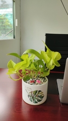Trầu bà-bán-chậu men sứ