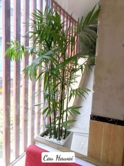 Cau haiwai-bán-cây thô