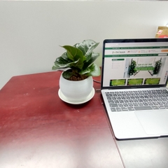 Bàng singapore-bán-chậu men sứ