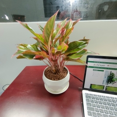 Phú quý-bán-chậu men sứ
