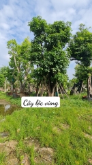 Cây lộc vừng