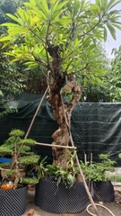 Cây sứ trắng