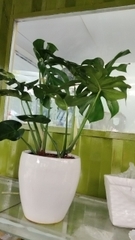 Monstera chậu 2 cây-bán--Chậu sứ size lá 30cm