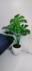 Monstera-bán--Chậu sứ size lá 30cm