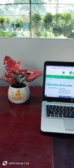 Chậu cây in logo-bán-chậu men sứ