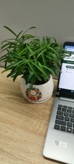 Chậu cây in logo-bán-chậu men sứ