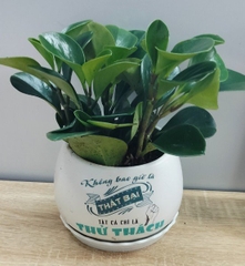 Chậu cây in logo-bán-chậu men sứ