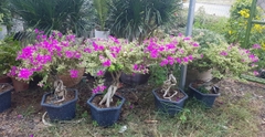 Cây hoa giấy cẩm thạch -chậu nhựa