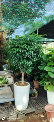 Cây hạnh phúc-bán-chậu men sứ
