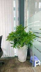 Trầu bà thanh xuân-bán-bán-chậu men sứ