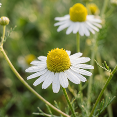 BLUE CHAMOMILE ESSENTIAL OIL