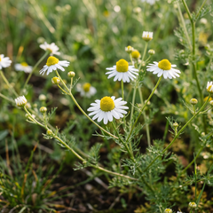RAW MATERIAL - BLUE CHAMOMILE 10% IN DPG