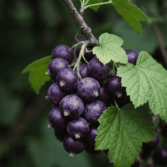 RAW MATERIAL - BLACKCURRANT