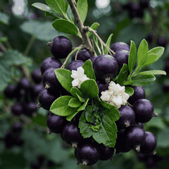RAW MATERIAL - BUCCOXIME 10% IN DPG
