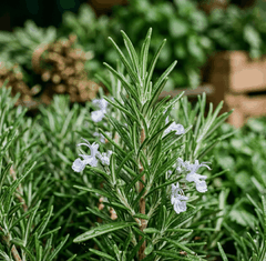 RAW MATERIAL - ROSEMARY ESSENTIAL OIL