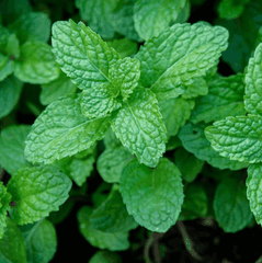 RAW MATERIAL - PEPPERMINT ESSENTIAL OIL