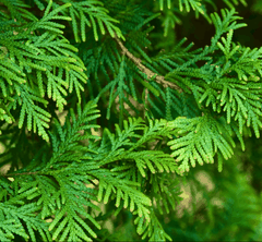 RAW MATERIAL - HINOKI RECO
