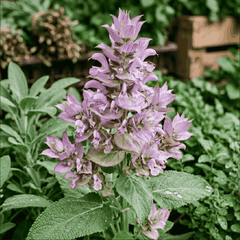 RAW MATERIAL - CLARY SAGE ESSENTIAL OIL