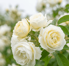 RAW MATERIAL - ROSE BULGARI