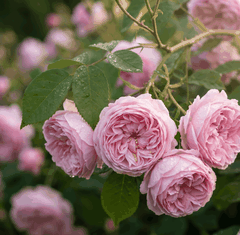 RAW MATERIAL - ROSE DE MAI
