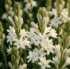 RAW MATERIAL - TUBEROSE RECO