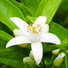 RAW MATERIAL - NEROLI PETALS