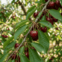 RAW MATERIAL - CHERRY