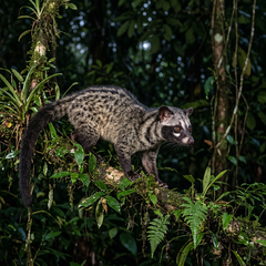 CIVET 10% IN DPG