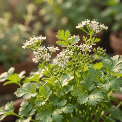 RAW MATERIAL - CORIANDER SEED