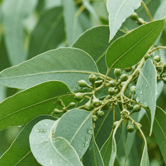 RAW MATERIAL - EUCALYPTUS GLOBULUS ESSENTIAL OIL