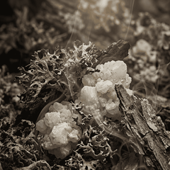RAW MATERIAL - EVERNYL VERAMOSS 10% IN DPG