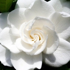 Hoa dành dành trắng - White Gardenia