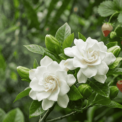 RAW MATERIAL - GARDENIA FLOWER