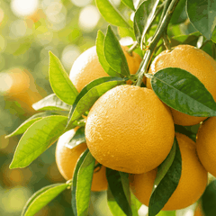 RAW MATERIAL - GRAPEFRUIT