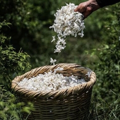 Hoa Nhài - Jasmine Flower