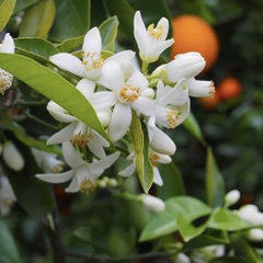 Hoa Cam - Petal Neroli