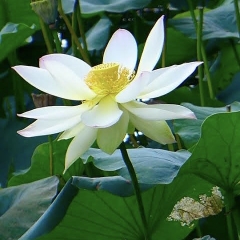 Hoa Sen - Lotus Flower