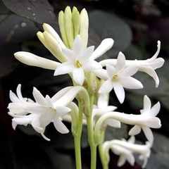 Hoa Huệ - Tuberose