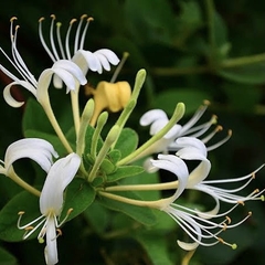Hoa Kim ngân - Honeysuckle Flower