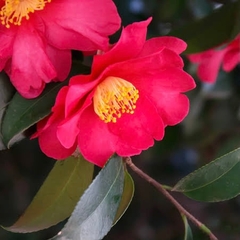 Hoa Sơn trà - Camellia Flower
