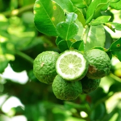 Cam hương - Bergamot