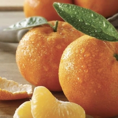 Quýt - Tangerine