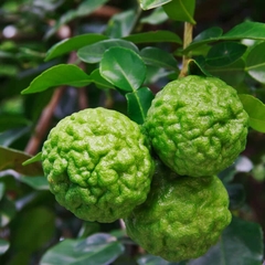 Chanh Kaffir - Kaffir Lime