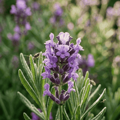 RAW MATERIAL - LAVENDER ESSENTIAL OIL